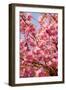 Japanese Ornamental Cherry, Branches, Blossoms, Detail, Outside, Tree, Sky, Blue, Sunny, Spring-Nora Frei-Framed Photographic Print