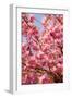 Japanese Ornamental Cherry, Branches, Blossoms, Detail, Outside, Tree, Sky, Blue, Sunny, Spring-Nora Frei-Framed Photographic Print