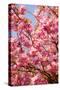 Japanese Ornamental Cherry, Branches, Blossoms, Detail, Outside, Tree, Sky, Blue, Sunny, Spring-Nora Frei-Stretched Canvas