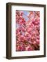 Japanese Ornamental Cherry, Branches, Blossoms, Detail, Outside, Tree, Sky, Blue, Sunny, Spring-Nora Frei-Framed Photographic Print