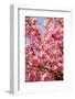 Japanese Ornamental Cherry, Branches, Blossoms, Detail, Outside, Tree, Sky, Blue, Sunny, Spring-Nora Frei-Framed Photographic Print