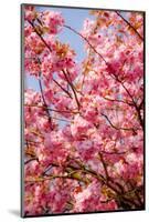 Japanese Ornamental Cherry, Branches, Blossoms, Detail, Outside, Tree, Sky, Blue, Sunny, Spring-Nora Frei-Mounted Photographic Print