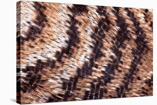 Japanese owl moth close up of scales on wing-Alex Hyde-Stretched Canvas