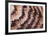 Japanese owl moth close up of scales on wing-Alex Hyde-Framed Photographic Print