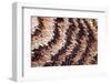 Japanese owl moth close up of scales on wing-Alex Hyde-Framed Photographic Print