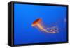 Japanese, Pacific Sea Nettle, Jellyfish-null-Framed Stretched Canvas