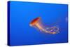 Japanese, Pacific Sea Nettle, Jellyfish-null-Stretched Canvas