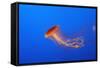Japanese, Pacific Sea Nettle, Jellyfish-null-Framed Stretched Canvas