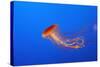 Japanese, Pacific Sea Nettle, Jellyfish-null-Stretched Canvas