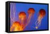 Japanese, Pacific Sea Nettle, Jellyfish-null-Framed Stretched Canvas