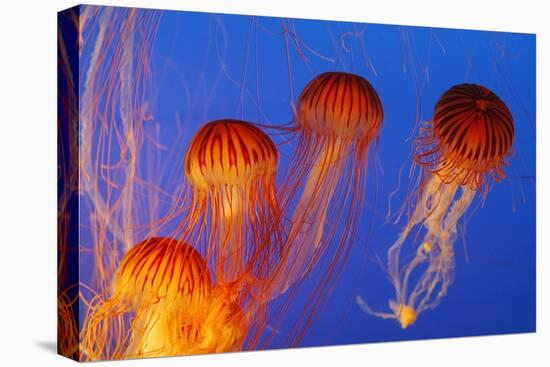 Japanese, Pacific Sea Nettle, Jellyfish-null-Stretched Canvas