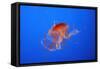 Japanese, Pacific Sea Nettle, Jellyfish-null-Framed Stretched Canvas