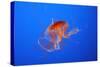Japanese, Pacific Sea Nettle, Jellyfish-null-Stretched Canvas