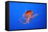 Japanese, Pacific Sea Nettle, Jellyfish-null-Framed Stretched Canvas