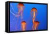Japanese, Pacific Sea Nettle, Jellyfish-null-Framed Stretched Canvas
