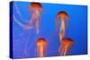 Japanese, Pacific Sea Nettle, Jellyfish-null-Stretched Canvas