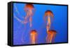 Japanese, Pacific Sea Nettle, Jellyfish-null-Framed Stretched Canvas