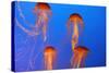 Japanese, Pacific Sea Nettle, Jellyfish-null-Stretched Canvas