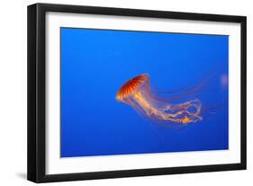 Japanese, Pacific Sea Nettle, Jellyfish-null-Framed Photographic Print