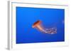 Japanese, Pacific Sea Nettle, Jellyfish-null-Framed Photographic Print