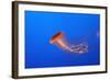 Japanese, Pacific Sea Nettle, Jellyfish-null-Framed Photographic Print