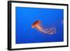 Japanese, Pacific Sea Nettle, Jellyfish-null-Framed Photographic Print