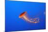 Japanese, Pacific Sea Nettle, Jellyfish-null-Mounted Photographic Print