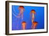 Japanese, Pacific Sea Nettle, Jellyfish-null-Framed Photographic Print