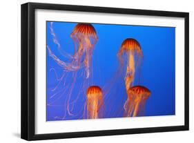 Japanese, Pacific Sea Nettle, Jellyfish-null-Framed Photographic Print