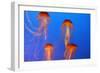 Japanese, Pacific Sea Nettle, Jellyfish-null-Framed Photographic Print