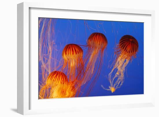 Japanese, Pacific Sea Nettle, Jellyfish-null-Framed Photographic Print