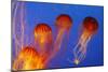 Japanese, Pacific Sea Nettle, Jellyfish-null-Mounted Photographic Print