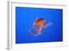 Japanese, Pacific Sea Nettle, Jellyfish-null-Framed Photographic Print