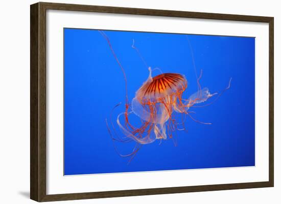 Japanese, Pacific Sea Nettle, Jellyfish-null-Framed Photographic Print