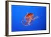 Japanese, Pacific Sea Nettle, Jellyfish-null-Framed Photographic Print