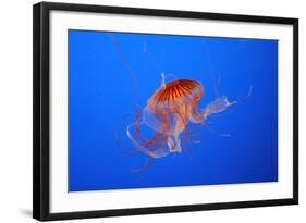 Japanese, Pacific Sea Nettle, Jellyfish-null-Framed Photographic Print