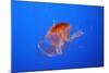 Japanese, Pacific Sea Nettle, Jellyfish-null-Mounted Photographic Print