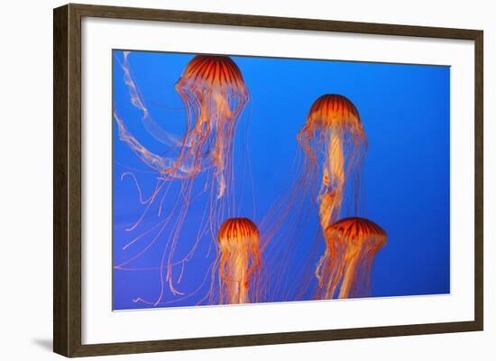 Japanese, Pacific Sea Nettle, Jellyfish-null-Framed Photographic Print