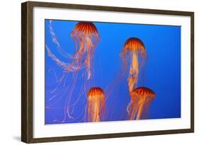 Japanese, Pacific Sea Nettle, Jellyfish-null-Framed Photographic Print