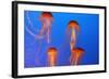 Japanese, Pacific Sea Nettle, Jellyfish-null-Framed Photographic Print