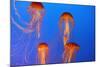 Japanese, Pacific Sea Nettle, Jellyfish-null-Mounted Photographic Print