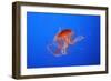 Japanese, Pacific Sea Nettle, Jellyfish-null-Framed Photographic Print