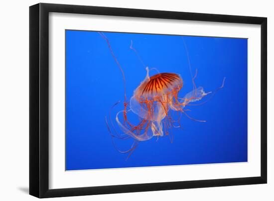 Japanese, Pacific Sea Nettle, Jellyfish-null-Framed Photographic Print