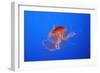 Japanese, Pacific Sea Nettle, Jellyfish-null-Framed Photographic Print