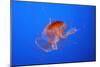 Japanese, Pacific Sea Nettle, Jellyfish-null-Mounted Photographic Print