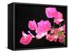 Japanese Paper Flower-Herb Dickinson-Framed Stretched Canvas