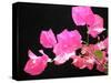 Japanese Paper Flower-Herb Dickinson-Stretched Canvas