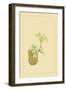 Japanese Peppers-Sofu Teshigahara-Framed Art Print