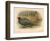 Japanese Pheasant (Phasaianus versicolor), Ring-Necked Pheasant (Phasaianus torquatus), 1900-Charles Whymper-Framed Premium Giclee Print