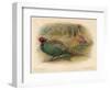 Japanese Pheasant (Phasaianus versicolor), Ring-Necked Pheasant (Phasaianus torquatus), 1900-Charles Whymper-Framed Premium Giclee Print